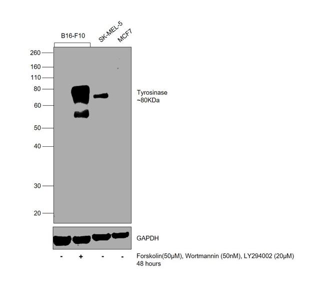 Tyrosinase Antibody