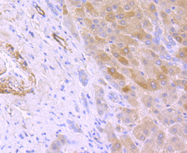 HAMP Antibody in Immunohistochemistry (Paraffin) (IHC (P))