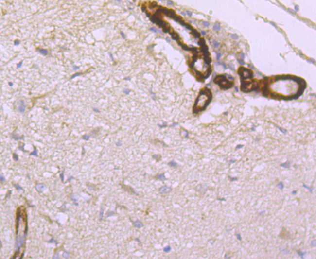 HAMP Antibody in Immunohistochemistry (Paraffin) (IHC (P))