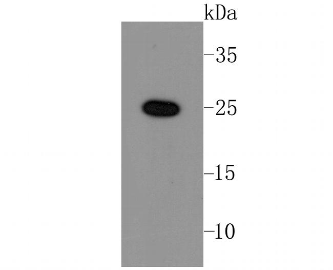 LIN28A Antibody in Western Blot (WB)