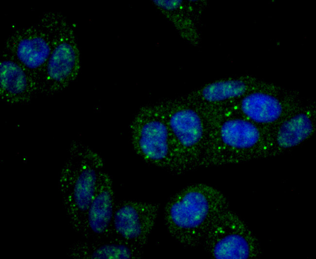 IKK gamma Antibody in Immunocytochemistry (ICC/IF)