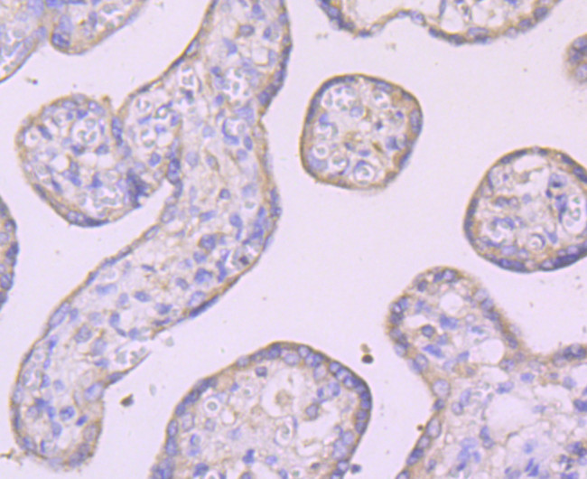 IKK gamma Antibody in Immunohistochemistry (Paraffin) (IHC (P))