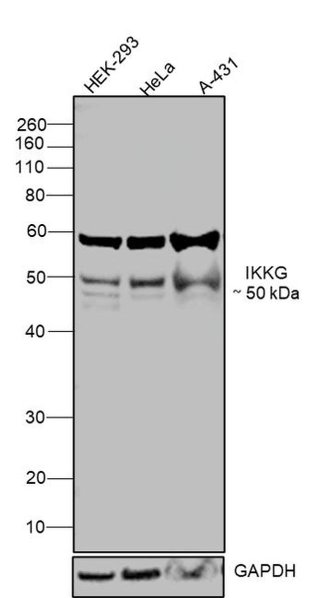 IKK gamma Antibody in Western Blot (WB)