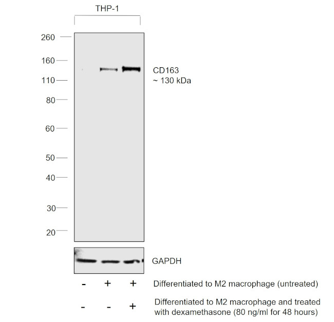 CD163 Antibody