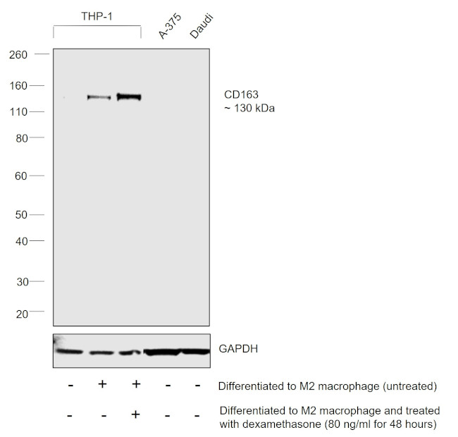 CD163 Antibody in Western Blot (WB)