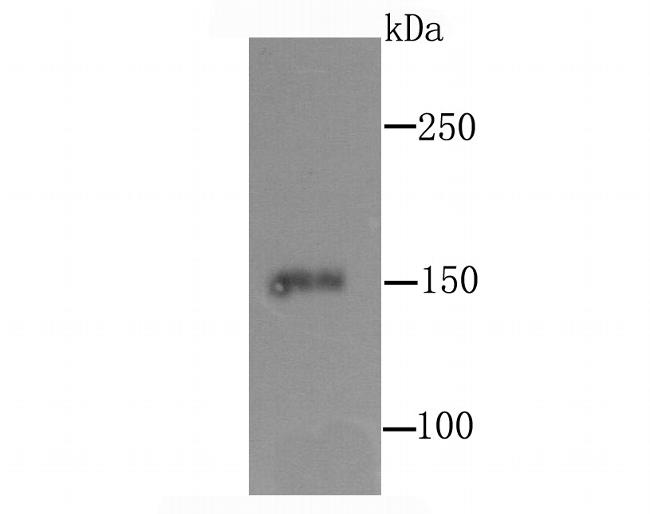CD163 Antibody in Western Blot (WB)