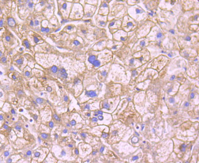 Leptin Receptor Antibody in Immunohistochemistry (Paraffin) (IHC (P))