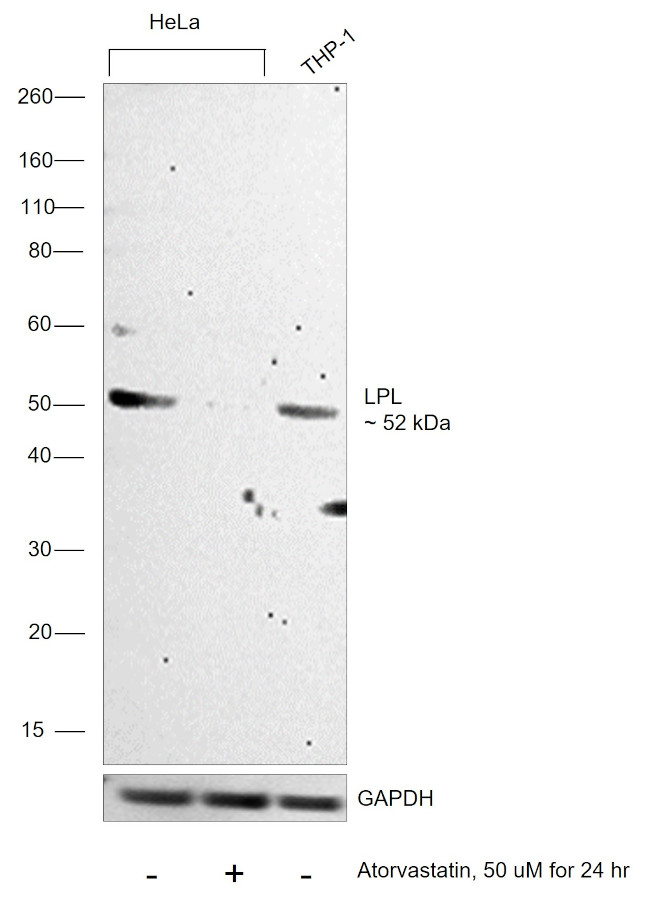 LPL Antibody