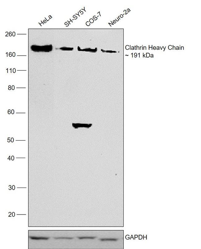 Clathrin Heavy Chain Antibody in Western Blot (WB)