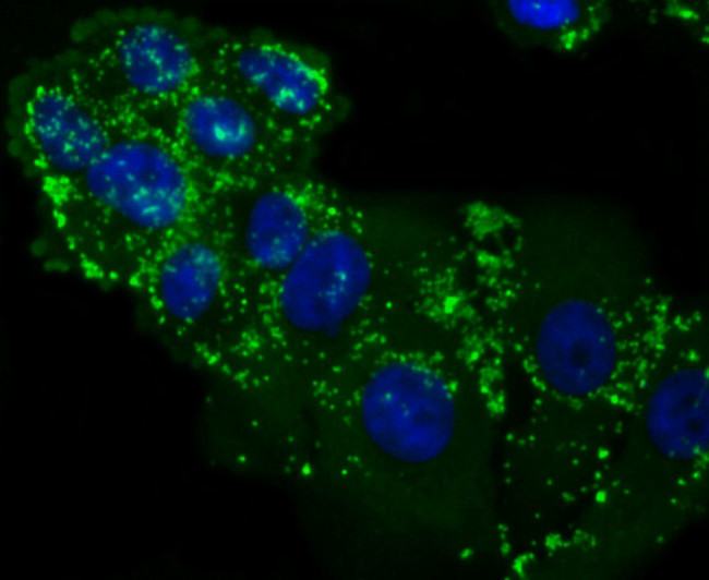 LXR alpha Antibody in Immunocytochemistry (ICC/IF)