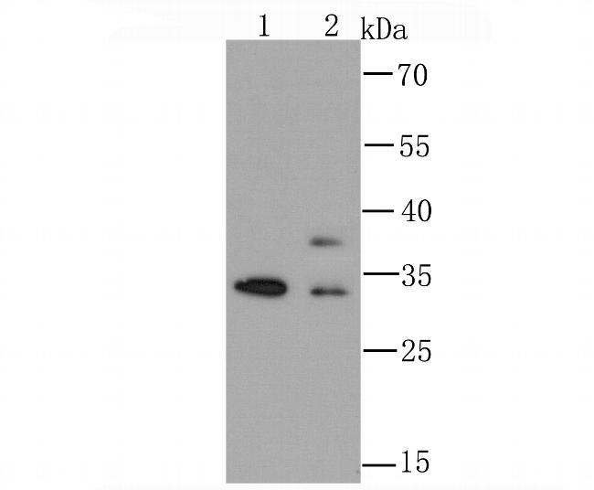 hnRNP A1 Antibody in Western Blot (WB)