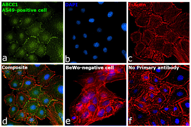 MRP1 Antibody in Immunocytochemistry (ICC/IF)