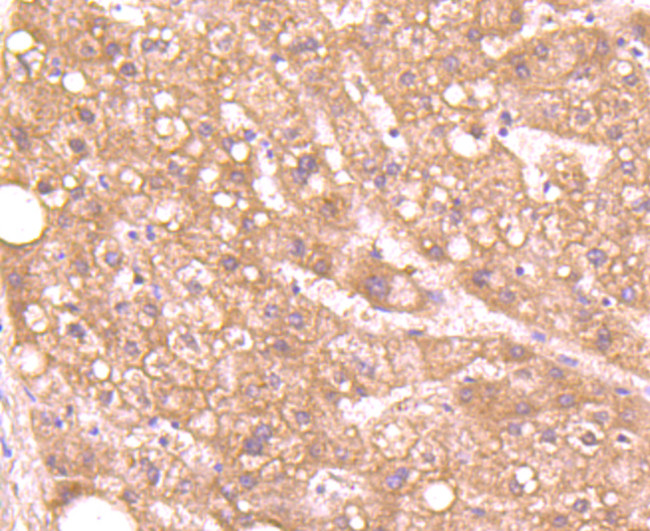 Aggrecan Antibody in Immunohistochemistry (Paraffin) (IHC (P))