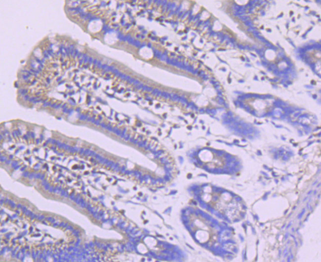 MEF2A Antibody in Immunohistochemistry (Paraffin) (IHC (P))