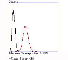 GLUT3 Antibody in Flow Cytometry (Flow)