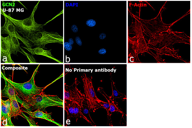 GCN2 Antibody in Immunocytochemistry (ICC/IF)