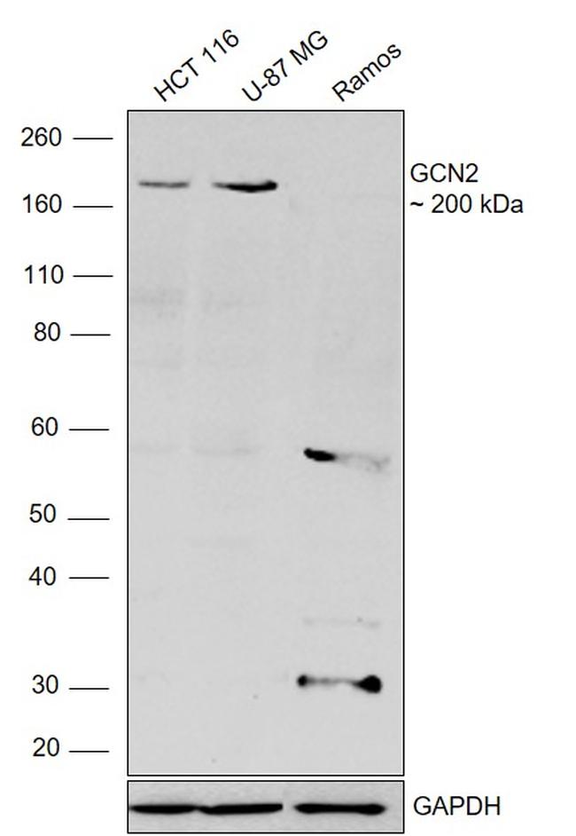 GCN2 Antibody in Western Blot (WB)