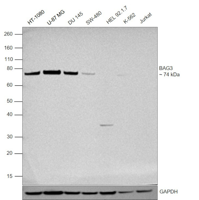 BAG3 Antibody