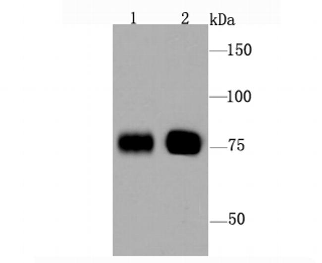 BAG3 Antibody in Western Blot (WB)