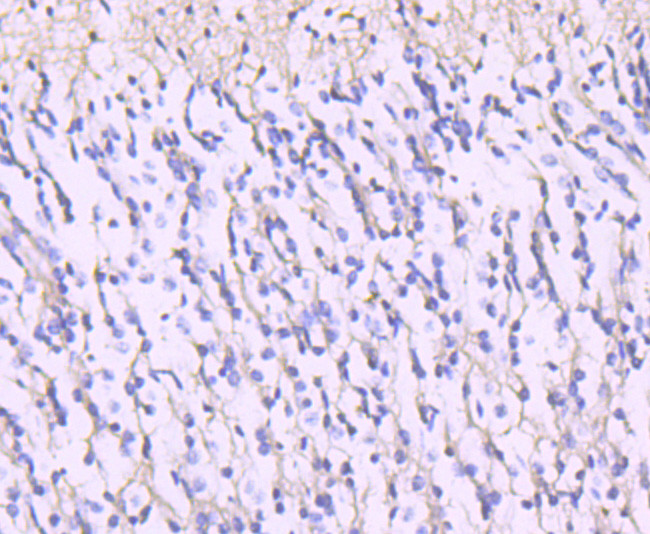 NMDAR2A Antibody in Immunohistochemistry (Paraffin) (IHC (P))