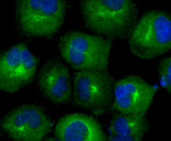 TrxR1 Antibody in Immunocytochemistry (ICC/IF)