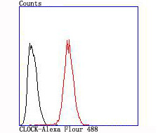 CLOCK Antibody in Flow Cytometry (Flow)