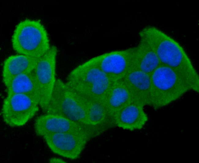 CLOCK Antibody in Immunocytochemistry (ICC/IF)