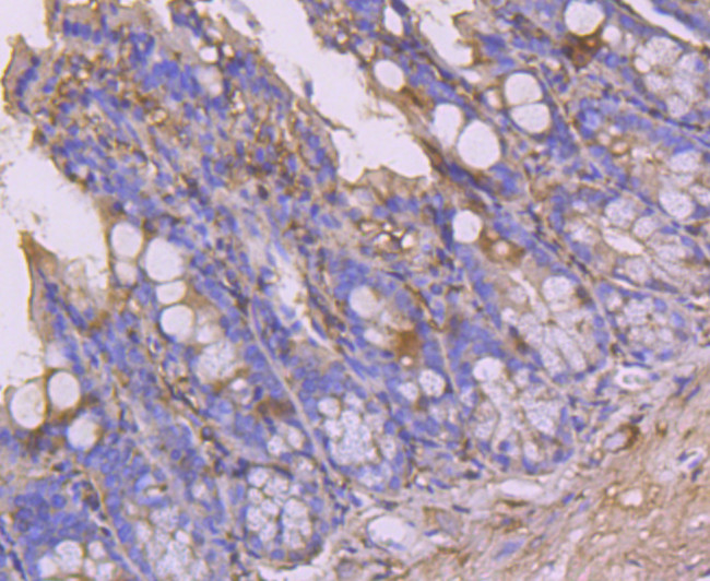 CLOCK Antibody in Immunohistochemistry (Paraffin) (IHC (P))