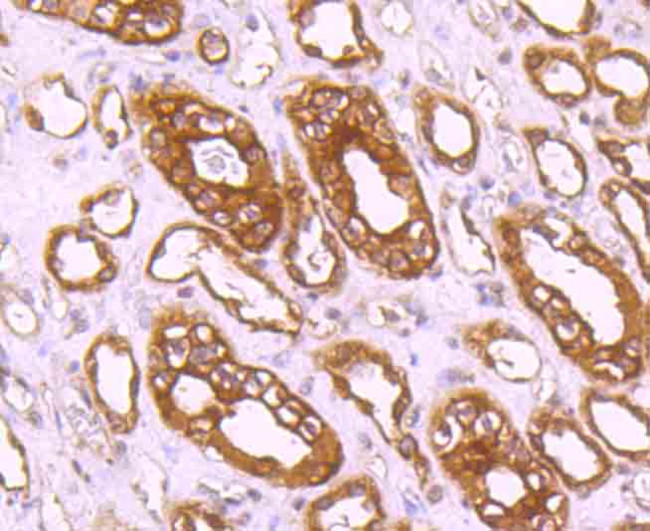 CLOCK Antibody in Immunohistochemistry (Paraffin) (IHC (P))