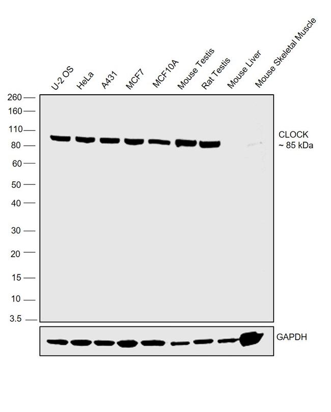 CLOCK Antibody in Western Blot (WB)