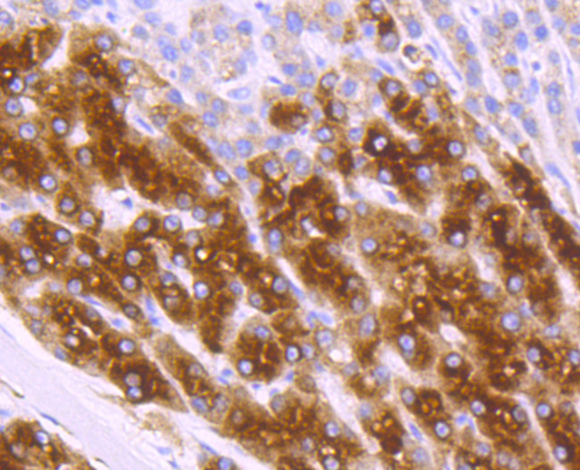 RBP4 Antibody in Immunohistochemistry (Paraffin) (IHC (P))