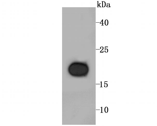 RBP4 Antibody in Western Blot (WB)