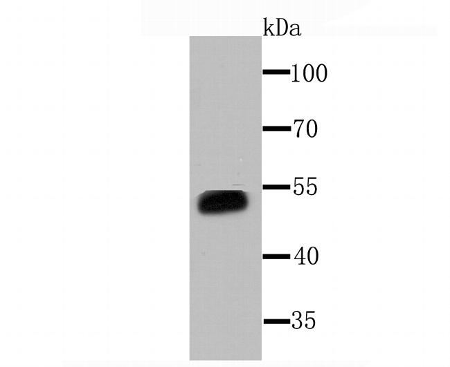 CYP3A4 Antibody in Western Blot (WB)