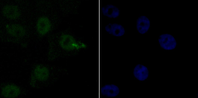 SIN3A Antibody in Immunocytochemistry (ICC/IF)