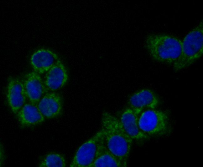 PRDX3 Antibody in Immunocytochemistry (ICC/IF)