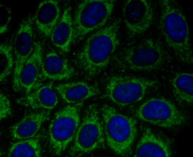 PRDX3 Antibody in Immunocytochemistry (ICC/IF)