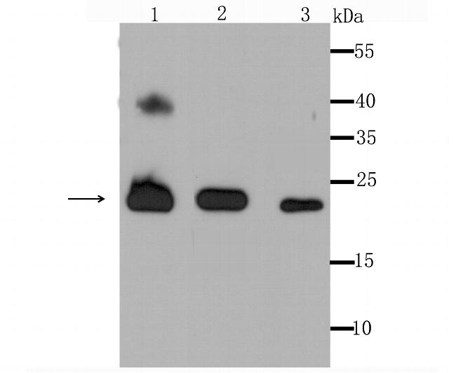 PRDX3 Antibody in Western Blot (WB)