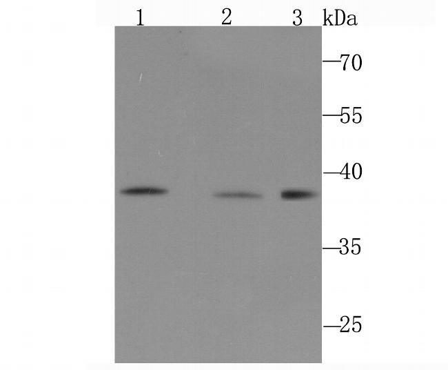 POLB Antibody in Western Blot (WB)