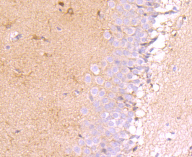 MUC4 Antibody in Immunohistochemistry (Paraffin) (IHC (P))