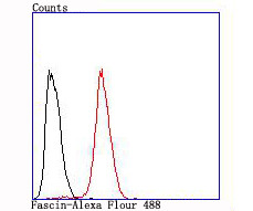 Fascin Antibody in Flow Cytometry (Flow)