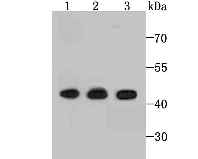 ETS1 Antibody in Western Blot (WB)