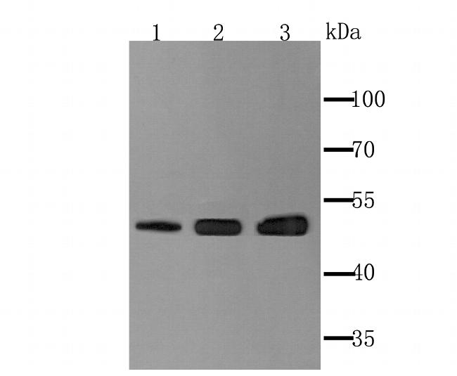 Ephrin B2 Antibody in Western Blot (WB)