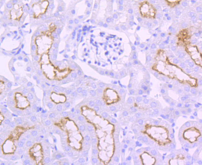 ACE Antibody in Immunohistochemistry (Paraffin) (IHC (P))