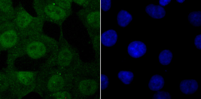 USP11 Antibody in Immunocytochemistry (ICC/IF)