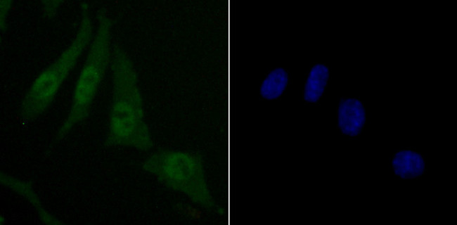 SKP1 Antibody in Immunocytochemistry (ICC/IF)