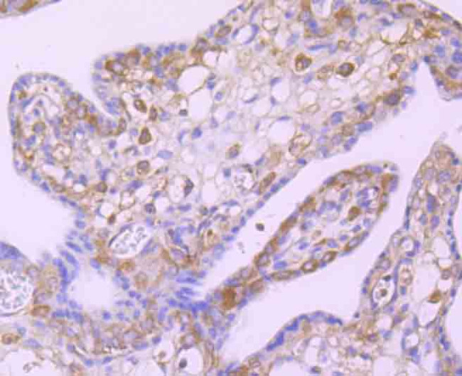 c-Rel Antibody in Immunohistochemistry (Paraffin) (IHC (P))