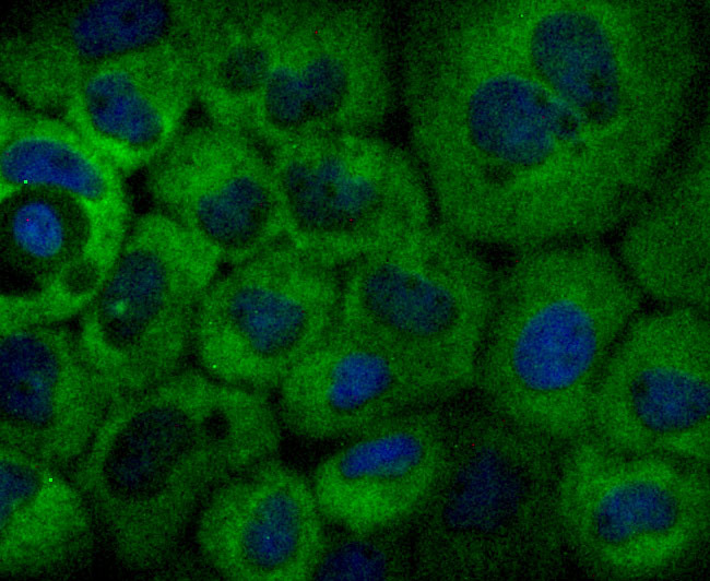 NFkB p52 Antibody in Immunocytochemistry (ICC/IF)