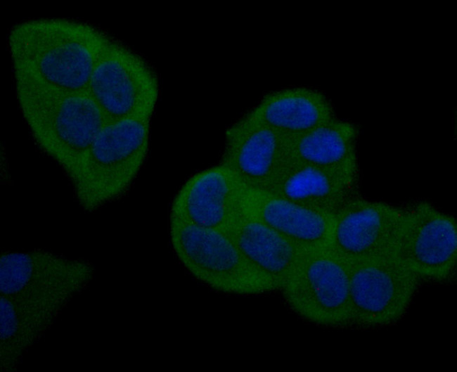 NFkB p52 Antibody in Immunocytochemistry (ICC/IF)