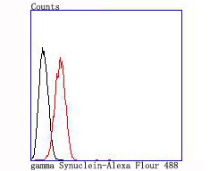 gamma Synuclein Antibody in Flow Cytometry (Flow)