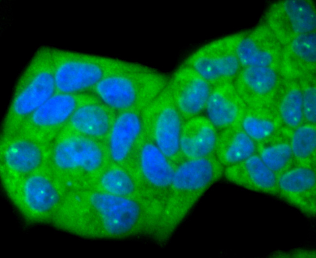 ID1 Antibody in Immunocytochemistry (ICC/IF)